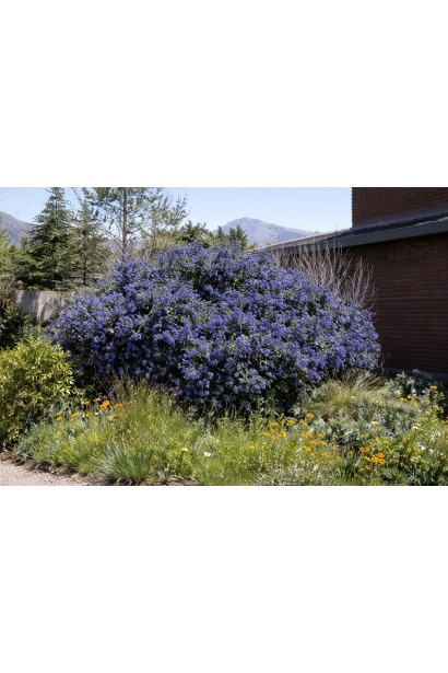 Цеанотус щитовидний Конча